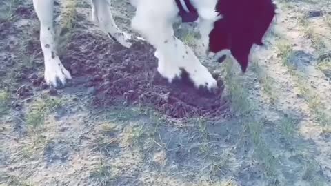 The cute Dog diggin the soil