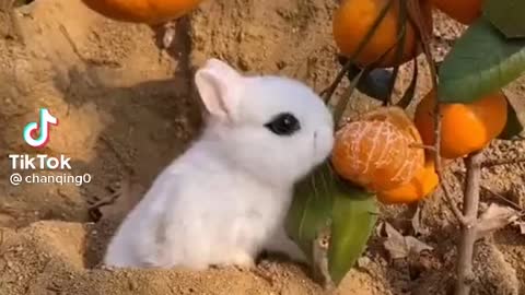 Animal testing