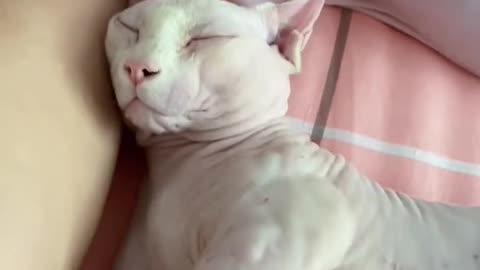 hairless cat