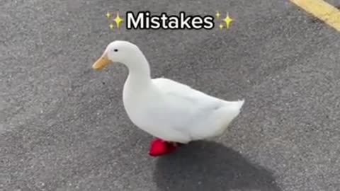 How to pick up a duck