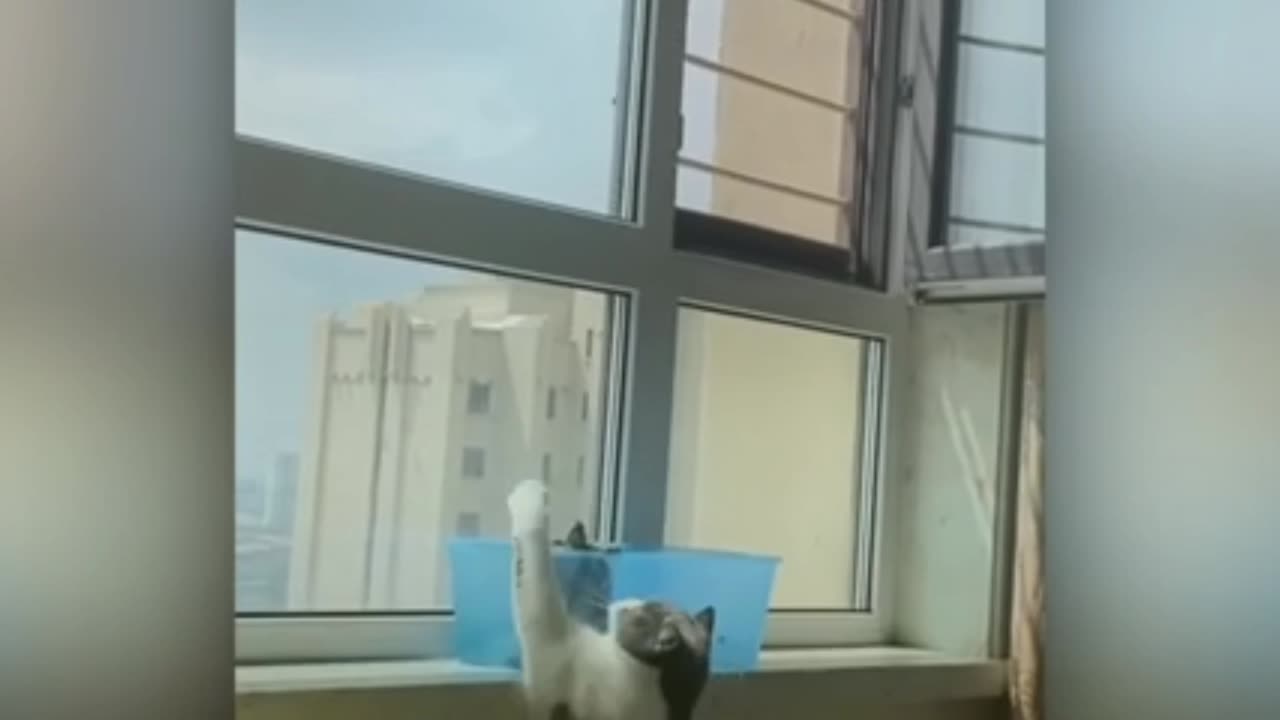 cat pet funny video 2023 | animals video