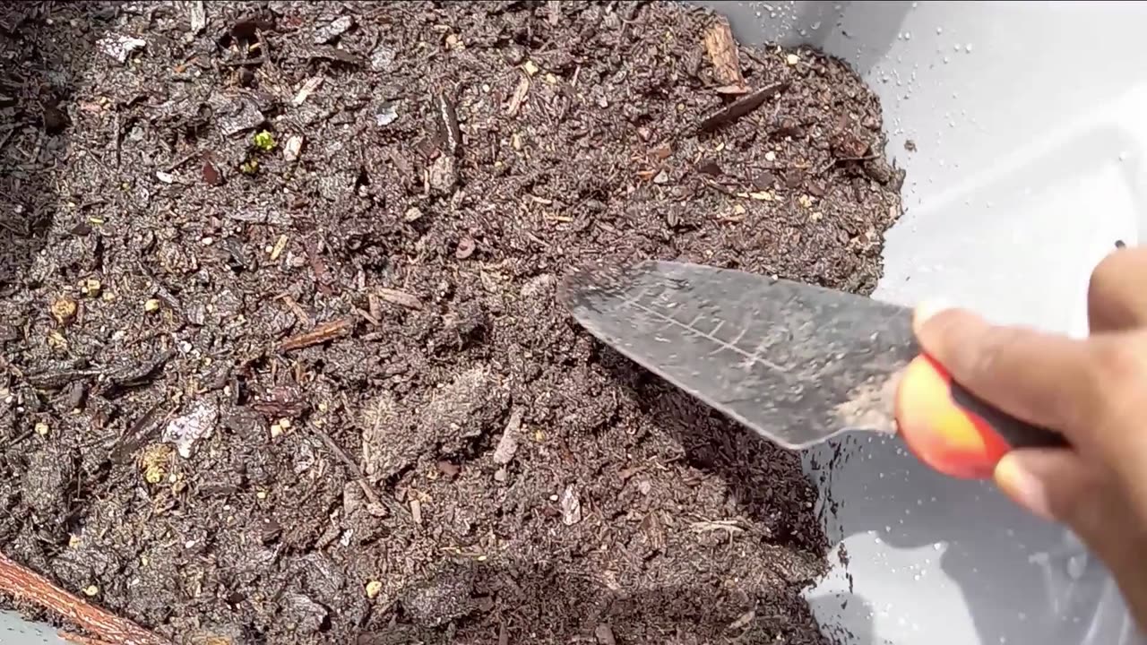 Planting Potato in Plastic Tote