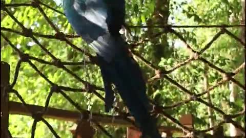 A parrot uses its mouth to climb a net
