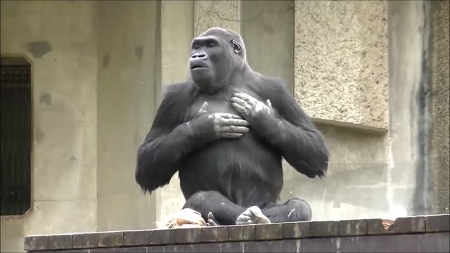 ゴリラのドラミング part2 （胸をポコポコ。メスもあり） / 東山動物園