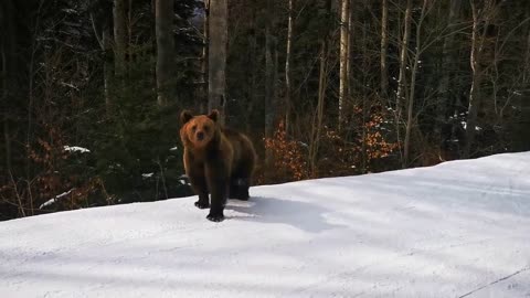 Skiing with the bear on the slope - 9 Martie 2021, Partia Cocosul Predeal Romania, by Mister Fox