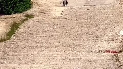 Funny Cat Video