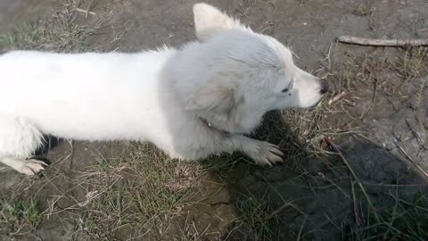 My jacky