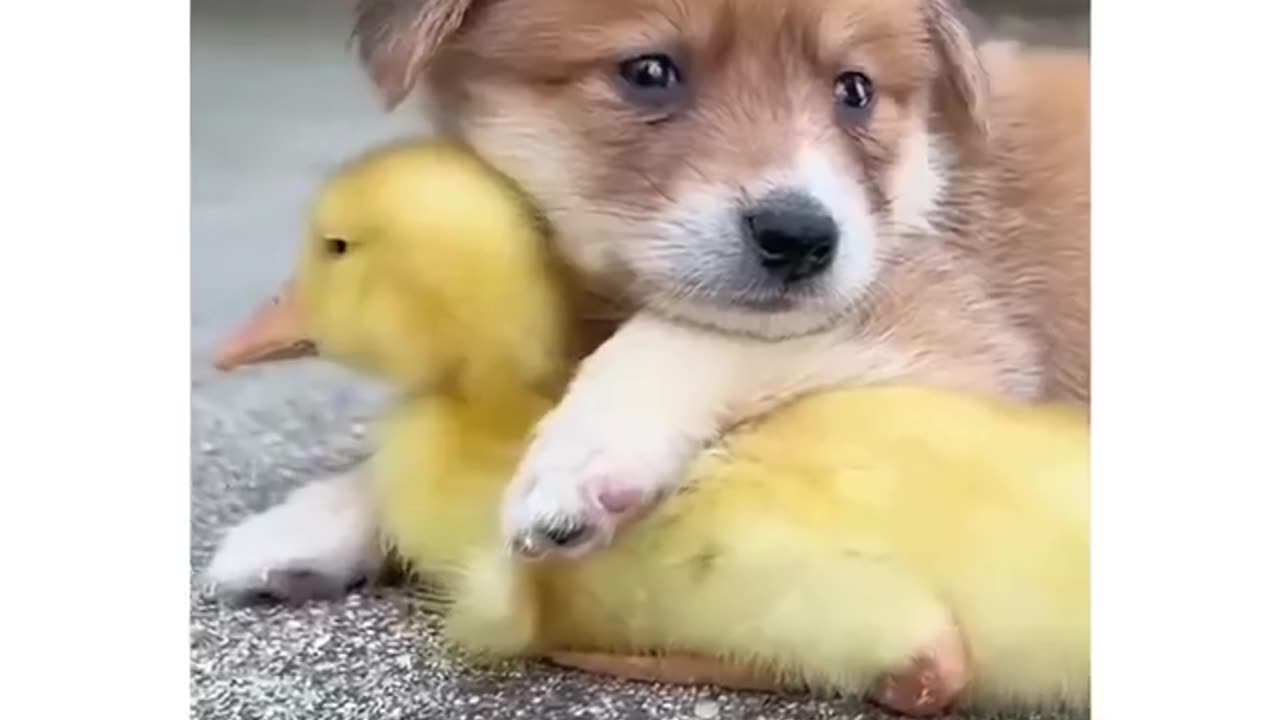 Ready to Lead with Love #shorts #shortvideo#video #virals #videoviral