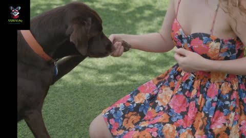 This Is How You Love Your 🐕 Dog
