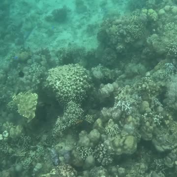 Underwater World, Giant Barrel Sponge!