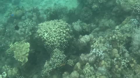 Underwater World, Giant Barrel Sponge!