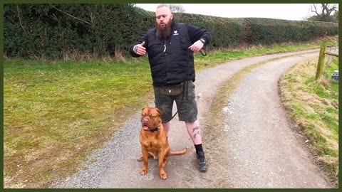 How To Stop Your Dog PULLING On The Leash - EXTREME CASE