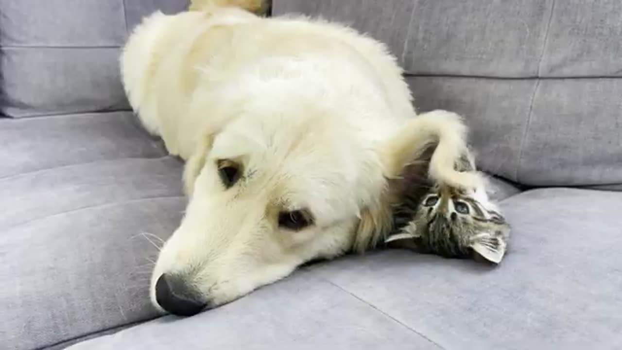 Poor Golden Retriever Attacked by Funny Tiny Kitten