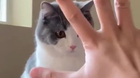new cute cat 2022