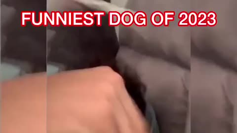 funniest-dog-of-2023-#funniest-#funnidog