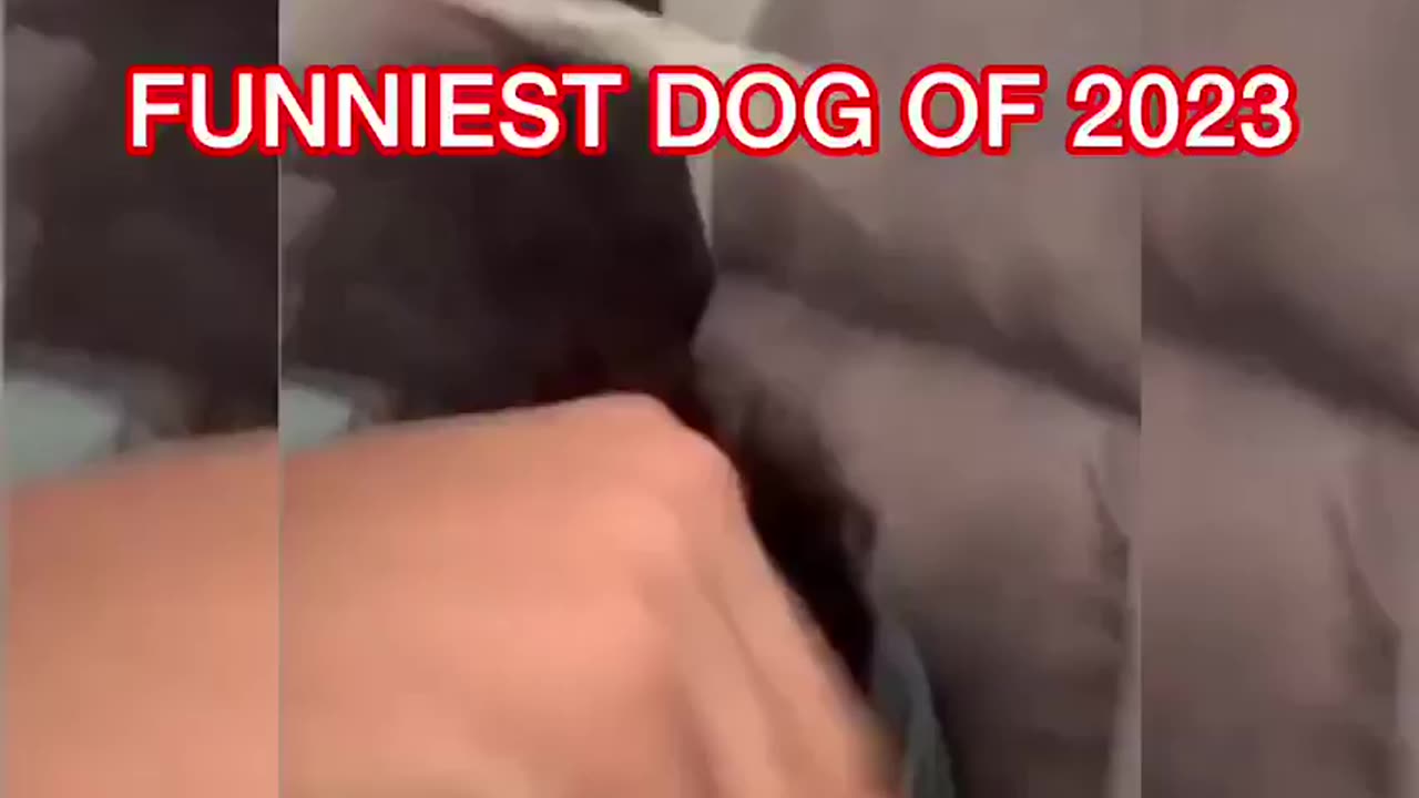 funniest-dog-of-2023-#funniest-#funnidog