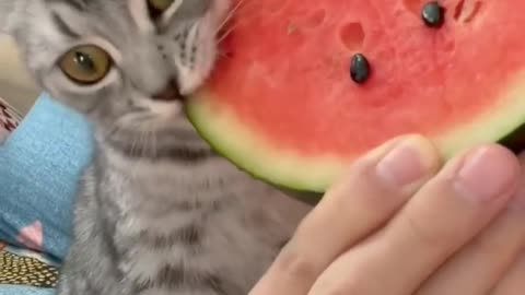 "Watermelon Ate the Cat: hilarious video of cat eating a watermelon