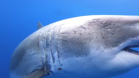 Ocean Ramsey swims with the world's largest great white shark