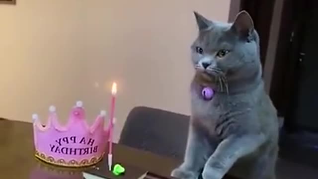 ❤️❤️Cute cats birthday short video.❤️❤️