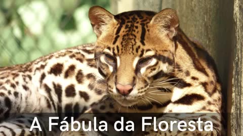 A Fábula da Floresta.