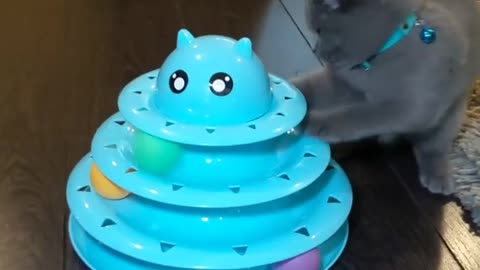 Cat playing with the toy