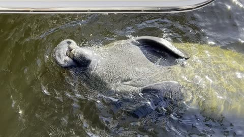 Very big Manatee #florida #manatee