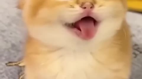 Meooow! CUTE PET KITTY
