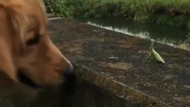Puppy wants to duel with mantis, guess who wins