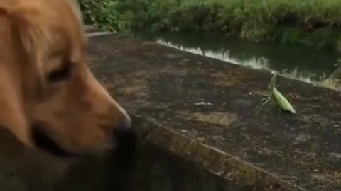 Puppy wants to duel with mantis, guess who wins