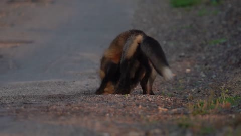 Newfoundland Foxes
