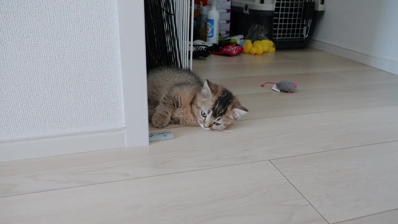 The whole house is a playground for a kitten family