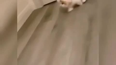 funny cats compile