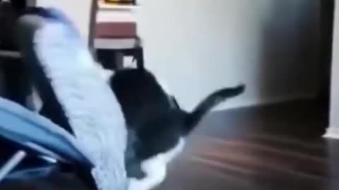 Best of the 2023 Funny Animal Videos 😁 New Funniest Dogs And Cats Videos 😁
