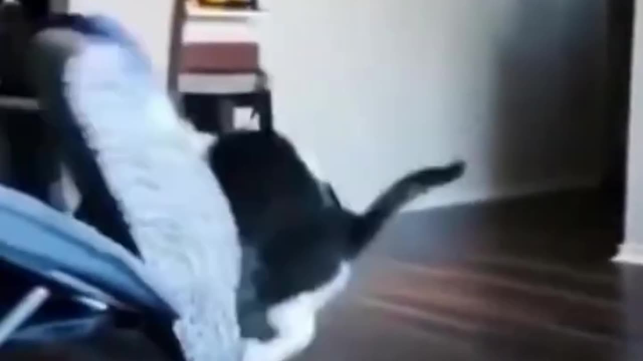 Best of the 2023 Funny Animal Videos 😁 New Funniest Dogs And Cats Videos 😁