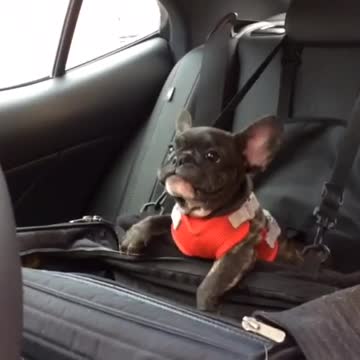 Cachorro de Bulldog Francés realiza el capricho más lindo del mundo