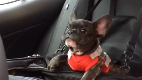 Cachorro de Bulldog Francés realiza el capricho más lindo del mundo