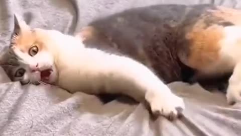 Lovely funny cat
