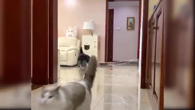 Baby cat funny video