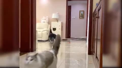 Baby cat funny video
