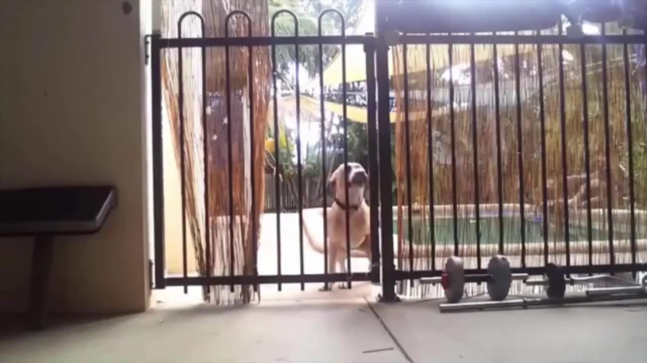 Funny Cat Videos Compilation - Cats Fun Animals Compilation Videos - Funny Pet Videos