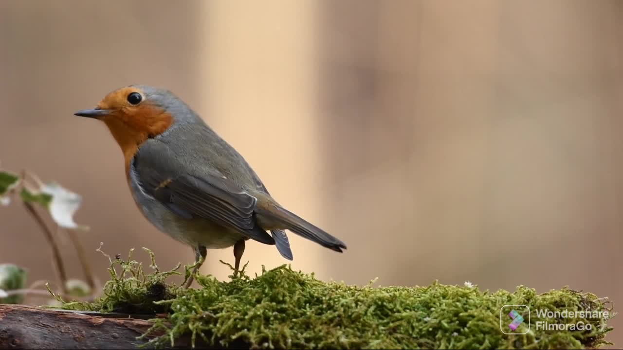 BIRSS AND NATURE