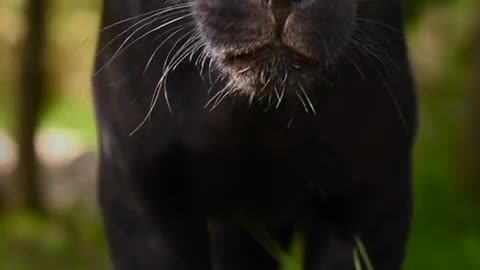 Majestic panther prowling