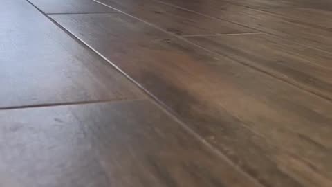 Funny animals dog videos