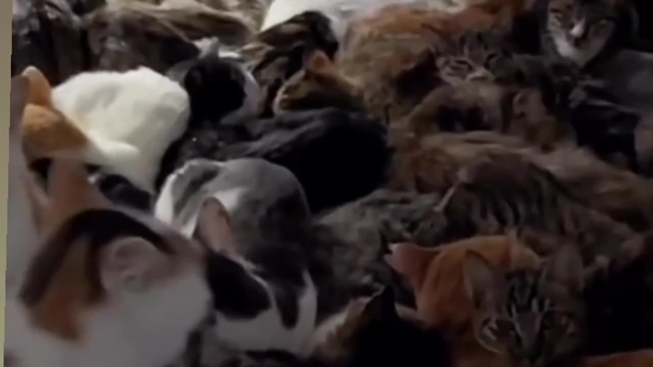 Cats cute viral funny video