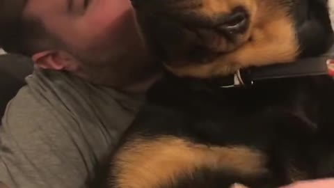 Rottweiler grumble,purr and rumble!
