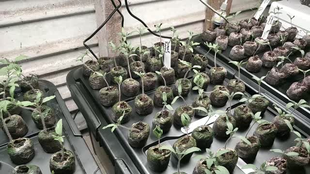 Aeroponic Seedling Propagation Update 22-11-2022