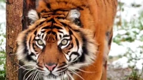 Animal attitude the king