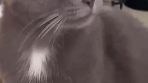 "The Fiery Feline Mystery: Unveiling the Secret Behind 'Why's it So Spicy?' 🌶️🐾"