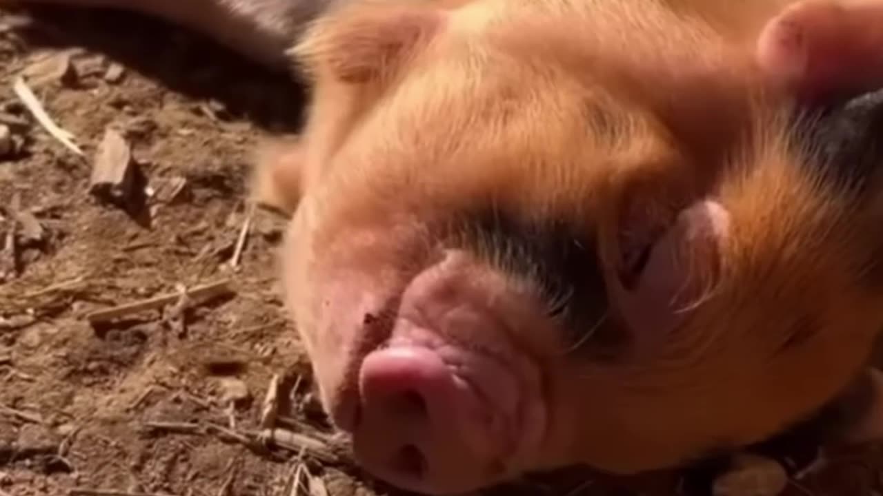 Tierische Glücksgefühle: Diese niedlichen Momente machen deinen Tag! 🌟😍