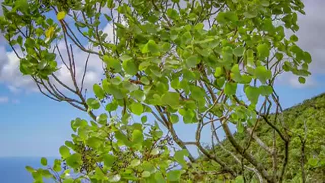 Celebrate National Native Plant Month_1